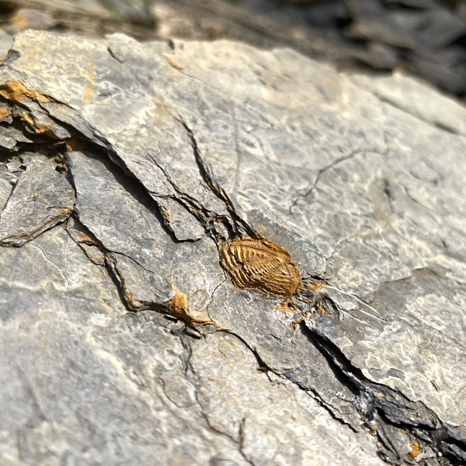 plasiaspis's tweet photo. Huge (width 20 mm) pygidium of 𝙋𝙨𝙚𝙪𝙙𝙤𝙥𝙝𝙞𝙡𝙡𝙞𝙥𝙨𝙞𝙖 (𝘾𝙖𝙧𝙣𝙞𝙥𝙝𝙞𝙡𝙡𝙞𝙥𝙨𝙞𝙖) 𝙤𝙜𝙞𝙫𝙖𝙡𝙞𝙨 (Gauri, 1965)
Phillipsiidae
Waidegg fm., Kasimovian, Upper Carboniferous
Waidegger Alm, Carnic Alps, Carinthia, Austria
#trilobites #fossilfriday https://t.co/N4uIcOL838