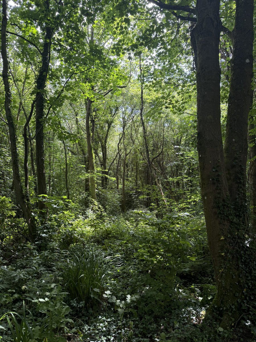 PenrhosSave's tweet photo. 📢 IMPORTANT UPDATE, OBJECTIONS FOR RM/2026/2❗️

❓ IS THERE A DEADLINE?

At this moment, NO formal deadline has been officially announced yet. The consultation is still open, and objections will be accepted right up until the application goes before the Planning Committee. ✅

The application has been called in by Councillor Pip O'Neill, meaning it WILL be decided by elected councillors at a public Planning Committee meeting, not just by officers behind closed doors. That gives us every reason to keep submitting objections right up to that meeting date.

✅ WHAT YOU NEED TO KNOW:

🔹 Reference Number: RM/2026/2. Always put this at the TOP of every email or letter.

🔹 What it is: Reserved Matters application for Penrhos Coastal Park. NOT the original 2016 outline permission.

🔹 What's proposed: 500 lodges, water park, spa, restaurants, with MAJOR changes from what was agreed in 2016

🔹 Key concerns:

• ❌ Public access REMOVED from large areas people have walked freely for decades.

• ❌ Car parking INCREASED from 600 to 1,015 cars, a 70% rise.

• ❌ Massive tree-felling in one of Anglesey's precious woodlands. Were it’s been stated in the media. we already suffer with the lowest tree coverage in the whole of the UK. 

• ❌ Water supply UNCERTAIN. Welsh Water's capacity hasn't been confirmed.

• ❌ Traffic chaos on A5 & London Road, no proper highways assessment.

• ❌ Owner in administration,  sold off, developers gone, promises mean nothing.

🔹 Where to send objections:

📧 Email: planning@anglesey.gov.wales

✉️ Post: Planning Department, Isle of Anglesey County Council, Llangefni, LL77 7TW

🔹 What to include:

• ✅ RM/2026/2 clearly at the top

• ✅ Your full name & address (objections without this CANNOT be accepted)

• ✅ Say "I OBJECT to this application"

• ✅ List your reasons, you don't need to be an expert! Write from your heart: public access, trees, wildlife, traffic, water, heritage

• ✅ You do NOT need to live on Anglesey. anyone can object.

⏰ MOST IMPORTANT MESSAGE:

DO NOT WAIT! Even without a set deadline, submit your objection NOW. Once it's scheduled for Committee, the Council may close comments, so don't delay. Every single letter, email, and voice counts. Councillors WILL read these before they vote.

💡 REMINDER:

This is NOT a done deal. The original 2016 permission was outlined only, these Reserved Matters are NOT the same plan. The changes are so significant that they should be treated as an entirely new application. We are fighting to SAVE Penrhos as a public nature reserve. FOR THE PEOPLE, NOT FOR DEVELOPERS. 🌳💪🌳💪🌳💪🌳💪💚

Please share this post. and ask every single person you know to write in. Together, our voices CAN and WILL be heard! ✊🌿

#SavePenrhos #RM20262 #PenrhosCoastalPark #Anglesey
📸Bernie Humpleby