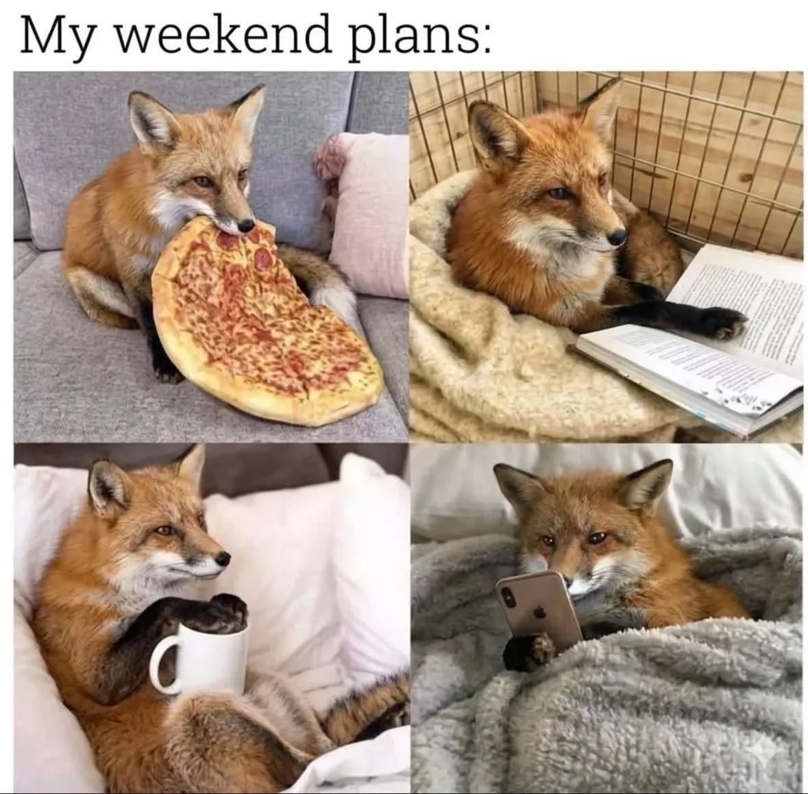 F0xXWild's tweet photo. My weekend plans! 🦊 https://t.co/7tNRqZYS2i