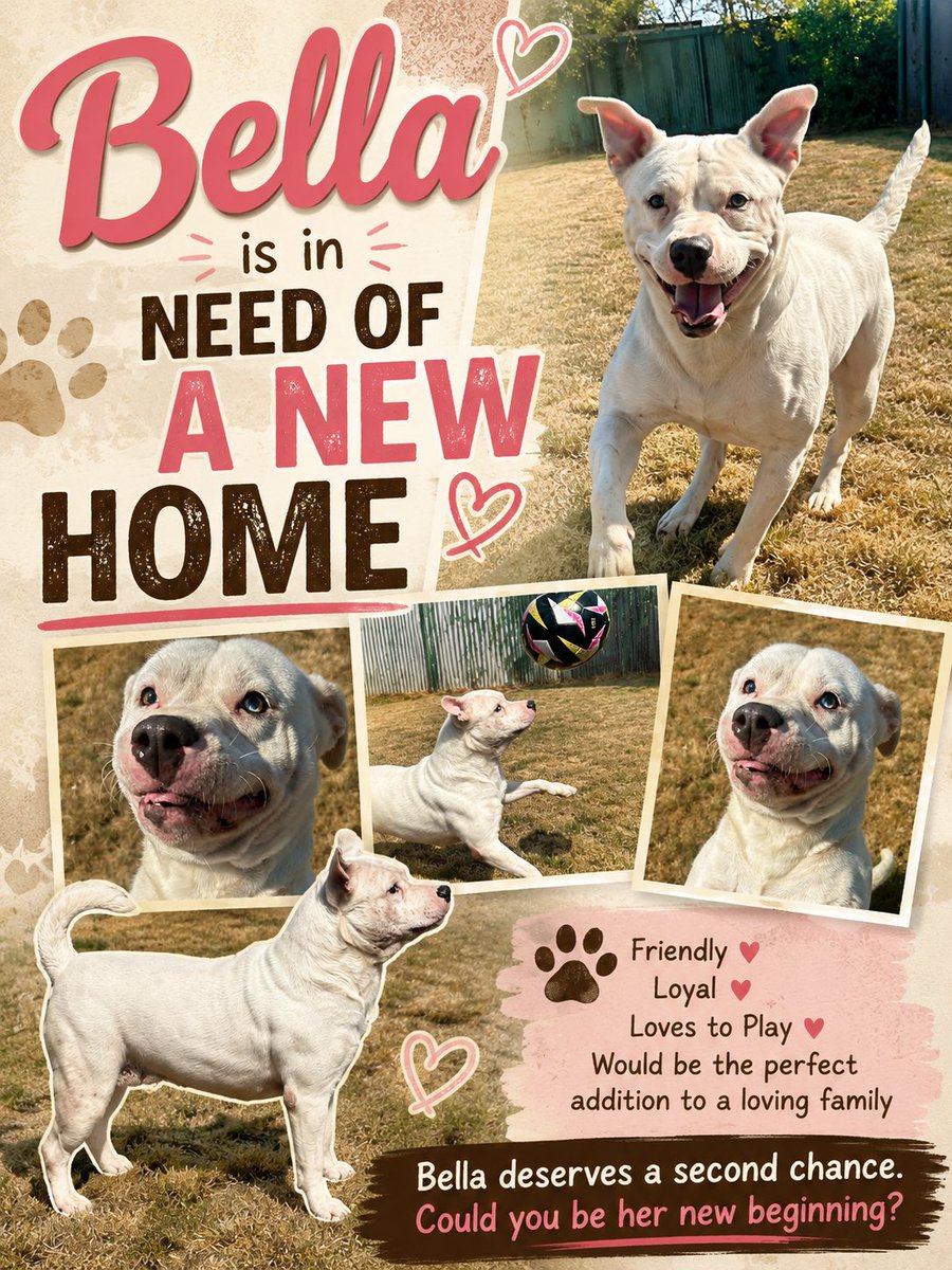 dotslondon's tweet photo. Meet Bella , Looking for Her Forever Home 

Bella is a young beautiful white Staffordshire Bull Terrier with a wonderfully soft, velvety coat and the most striking eyes, one blue and one hazel. She is a truly unforgettable girl with an equally special personality.

When Bella first arrived, she was frightened and unsure of the world around her. She would often cower in fear and face the wall when she felt overwhelmed. But with patience, kindness, and lots of reassurance, Bella has blossomed into a happy, confident girl who now embraces life with enthusiasm.

Bella absolutely adores people and thrives on human companionship. She loves cuddles, affection, and greets everyone she meets with a wagging tail and her beautiful smile. She has so much love to give and will make an incredibly loyal companion.

Bella can be selective around other dogs and doesn't cope well with confrontational behaviour. Sadly, this stems from her past, where she was confined to a small crate while another dog repeatedly tormented and attacked her from outside. Because of this, Bella is looking for a dog-free home where she can be the only pet—the princess of the house, showered with all the love she deserves. 
She has not been tested with cats.
Bella is now ready to leave her past behind and begin the next chapter of her life with a family who will cherish her. She would love a home filled with adventures, walks, games, and, most importantly, plenty of cuddles at the end of the day.
After everything she's been through, Bella deserves nothing less than a safe, loving forever home where she can finally know what it means to be truly loved.
Could you be the person or family to give Bella her happily ever after?
If you think Bella could be the perfect addition to your family, please get in touch. Even if you can't adopt, sharing her post could help her find the loving home she's been waiting for. 

hello@dogsonthestreets.org