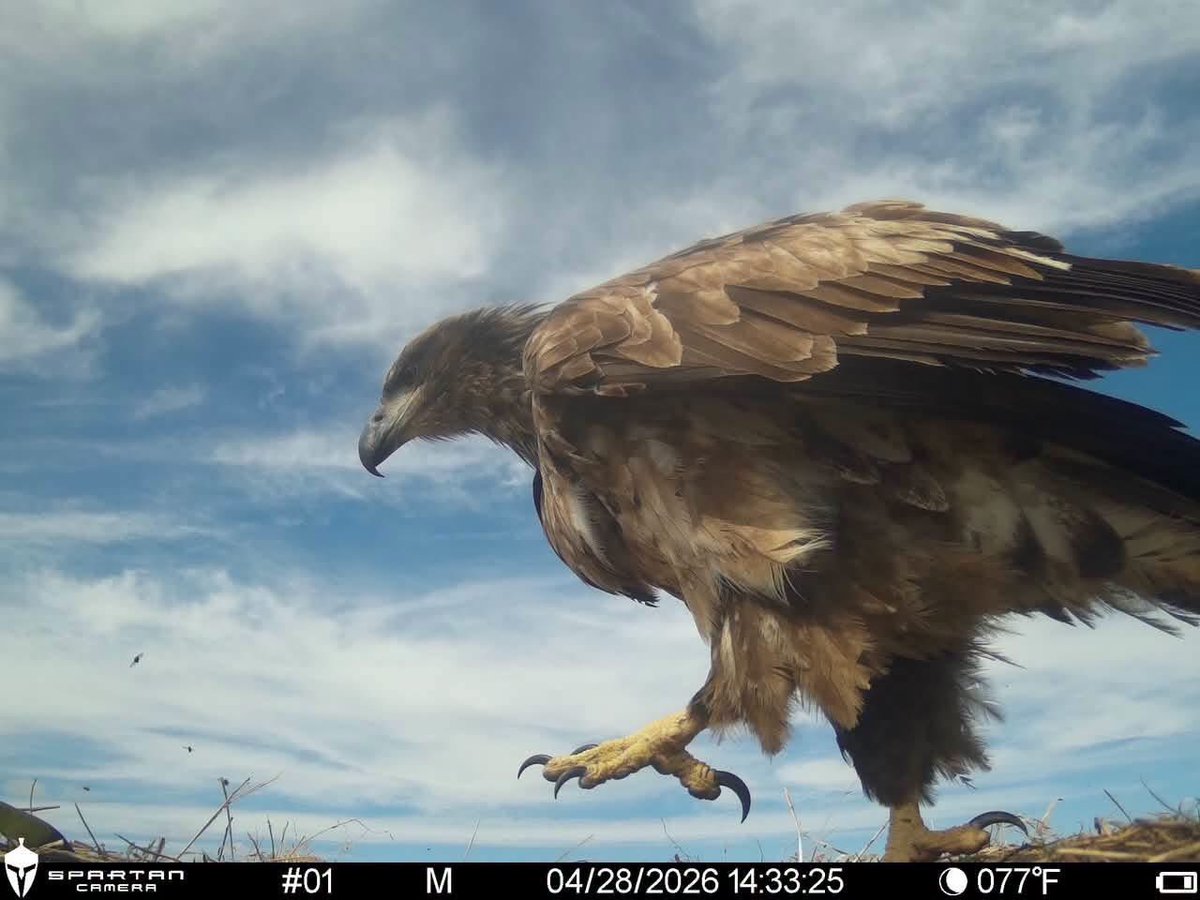 Trail_Cams's tweet photo. https://t.co/WRV9MPMxV0