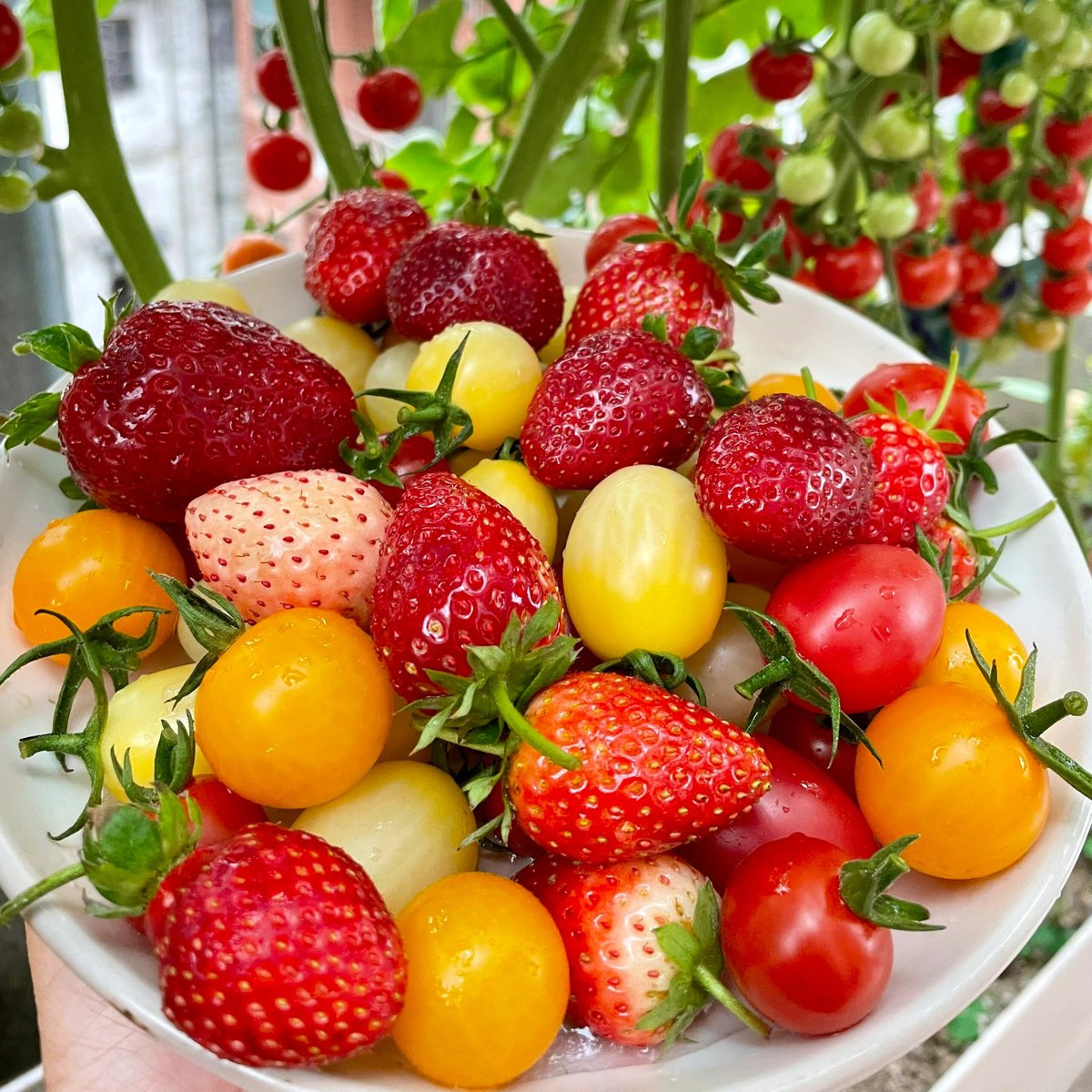 Acomp182x's tweet photo. [Sweet, juicy, and packed with vitamin C—these fresh local strawberries are my go-to snack this summer! No weird aftertaste, just pure berry goodness. ]， https://t.co/91IRsKOjYV