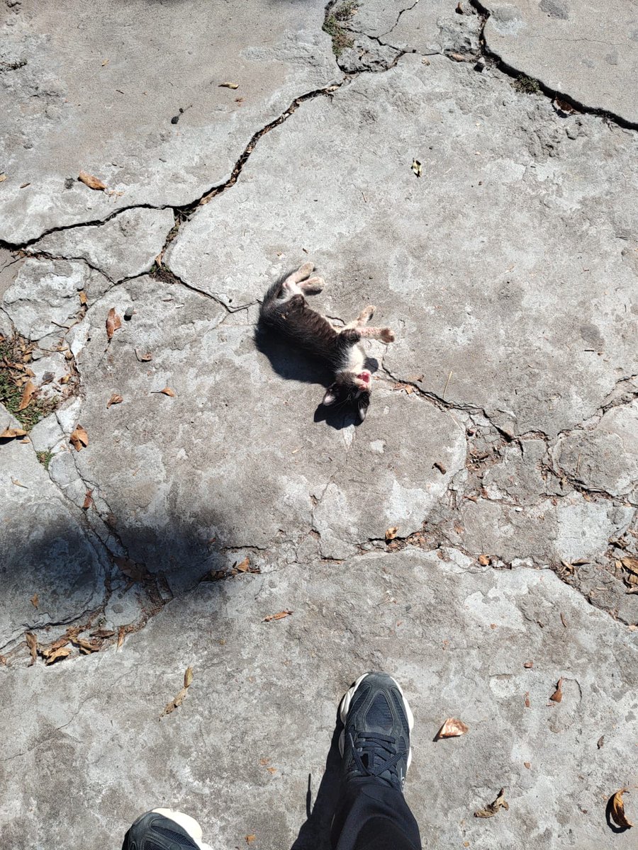 Quikethekid's tweet photo. Como lo encontramos /// como está 
(la evolución de alfombra a plantita) https://t.co/2aLLKt1WOv
