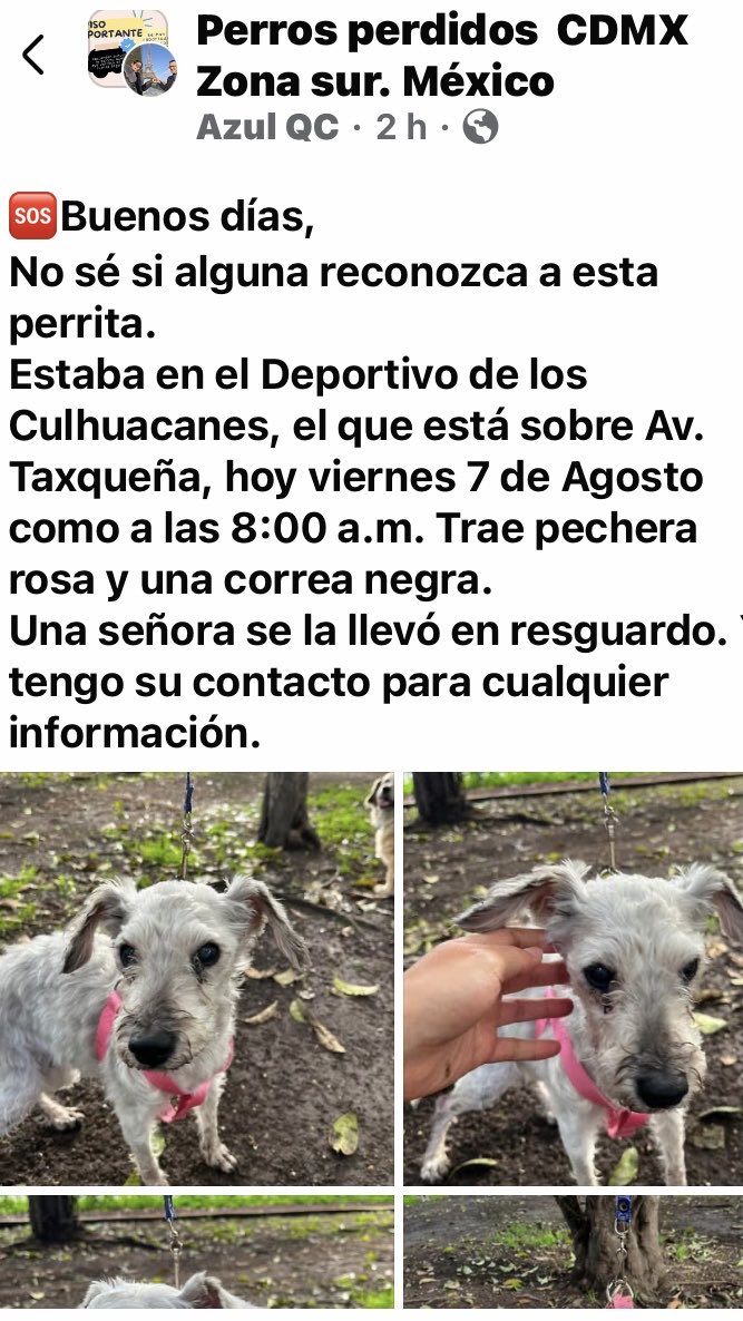 AlejandraVegaF5's tweet photo. ATENCIÓN CULHUACANES Y TAXQUEÑA ‼️ Encontrada y resguardada, se busca a su familia https://t.co/i54upUvXzJ
