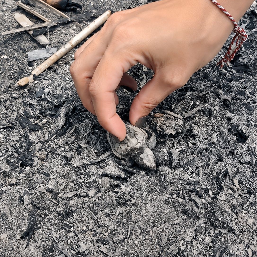 mhahaber_'s tweet photo. Antalya Boğazkent Sahili'nde söndürülmeden bırakılan ateş, denize ulaşmaya çalışan yavru caretta carettanın ölümüne yol açtı. https://t.co/gC7QETXbUa