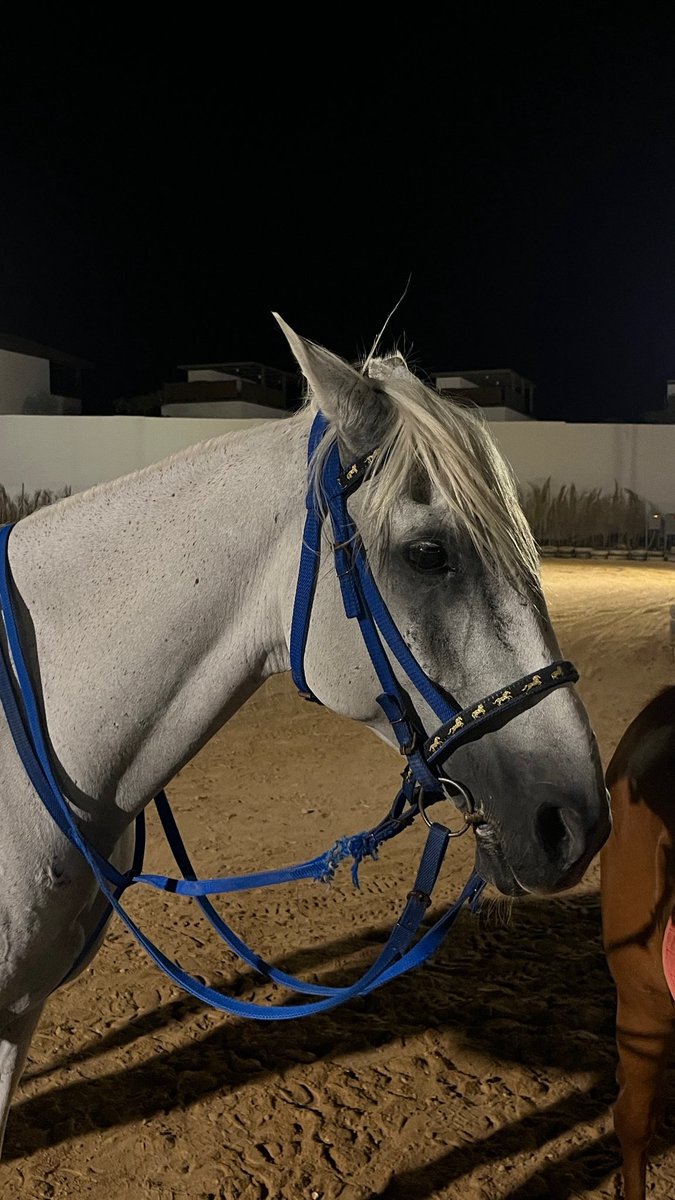 fawz_fbn's tweet photo. 🐎🌊🦜 https://t.co/3YbRcGq6Zh