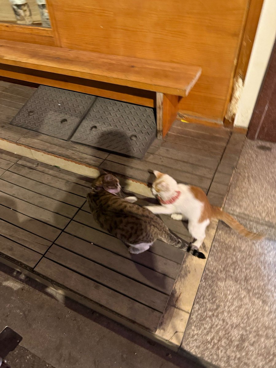 Thefish321's tweet photo. Just a random street corner find—old walls covered in layered graffiti, a street cat napping under a bench, and the golden afternoon light making the whole scene feel so quiet and alive. What’s your favorite little urban surprise https://t.co/P7hd9JMTbt