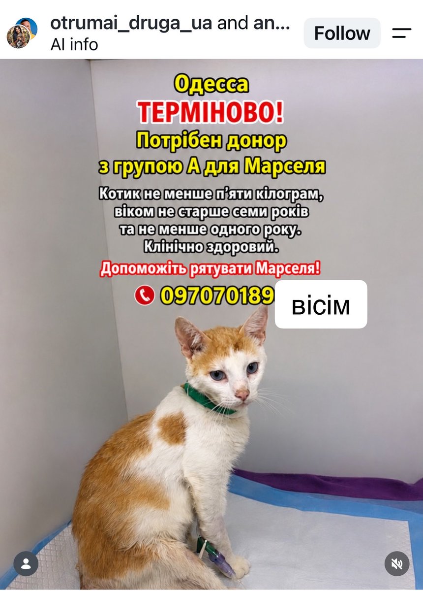 aseeeeenka's tweet photo. Одеса, терміново потрібен дорослий котик-донор крові групи А віком до 7 років вагою від трьох кілограмів 🆘 https://t.co/YEO07TR85H