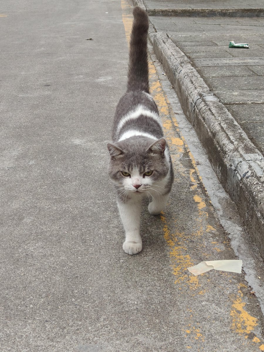 Callie63534's tweet photo. Some stops happen for the best reason. 🐈😊 https://t.co/O68I83DtO7