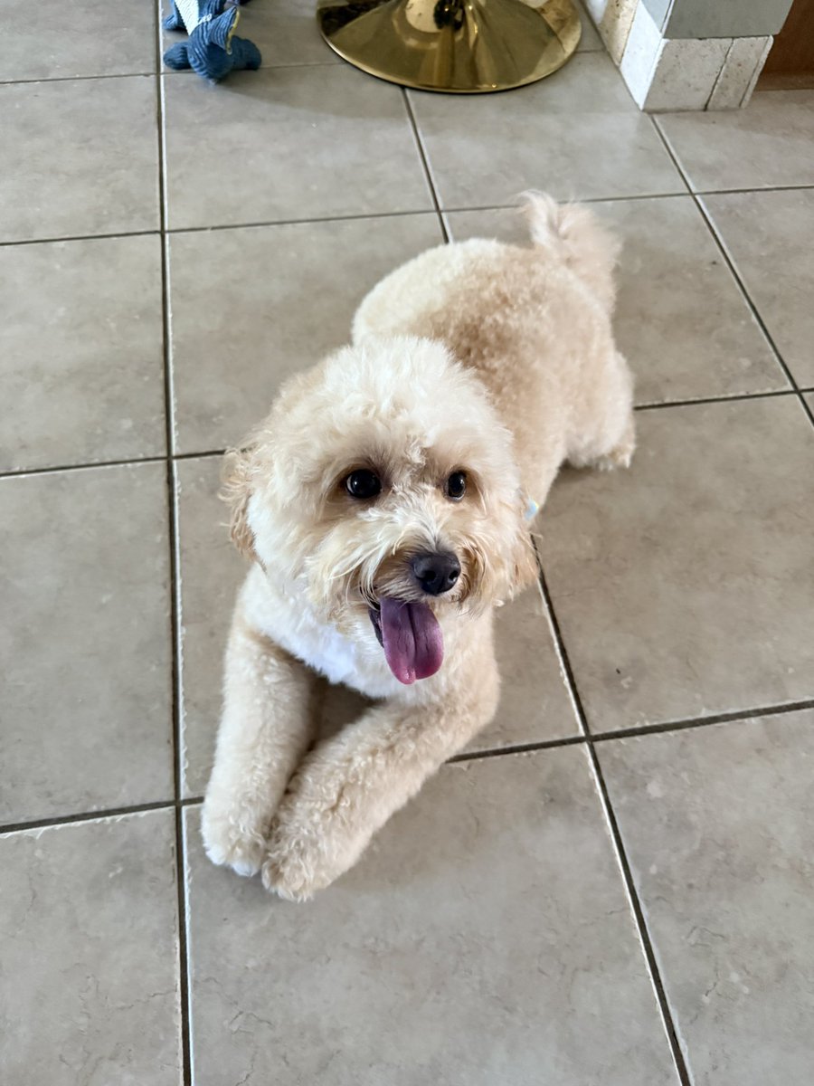 abecreates_ugc's tweet photo. Sent my dogs to get groomed for a new pet brand we are working on and the transition of these pups especially Archie the sheepadoodle and his Mohawk 😂 I’m dying. Brands if you’re looking for pets for your brands let’s connect! Abecreates.ugc@gmail.com  #ugc #petugc #ugccollabs https://t.co/BWVia0VXE9