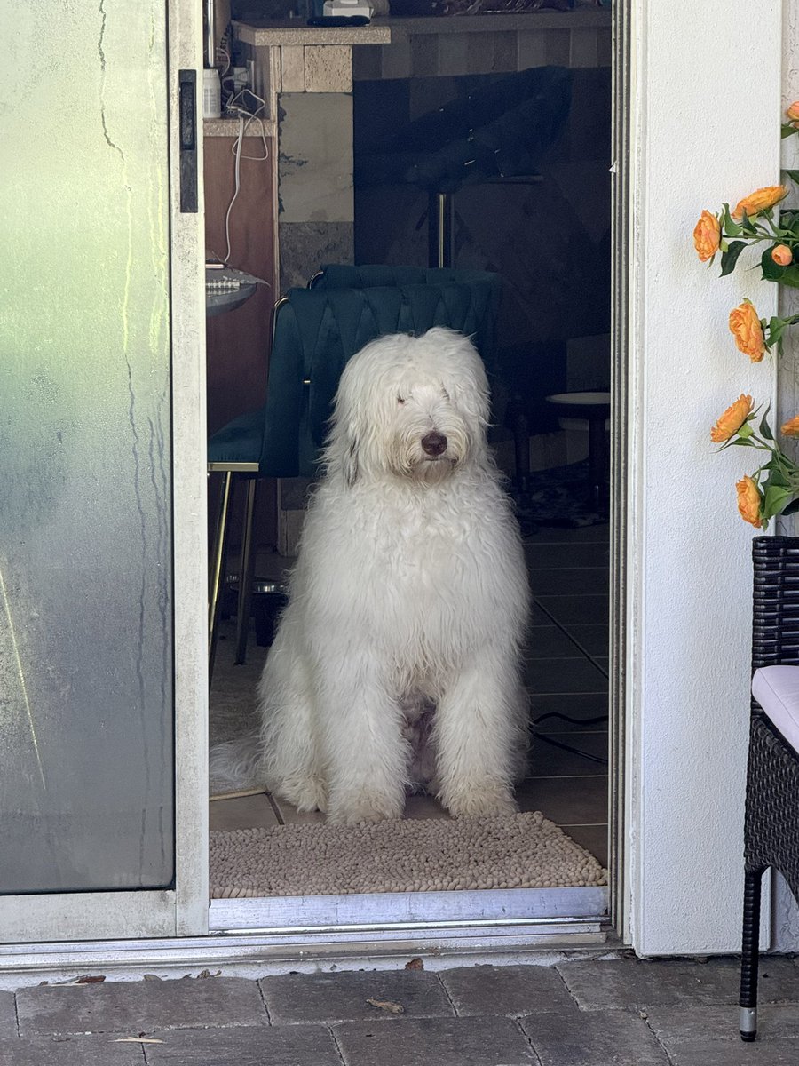 abecreates_ugc's tweet photo. Sent my dogs to get groomed for a new pet brand we are working on and the transition of these pups especially Archie the sheepadoodle and his Mohawk 😂 I’m dying. Brands if you’re looking for pets for your brands let’s connect! Abecreates.ugc@gmail.com  #ugc #petugc #ugccollabs https://t.co/BWVia0VXE9