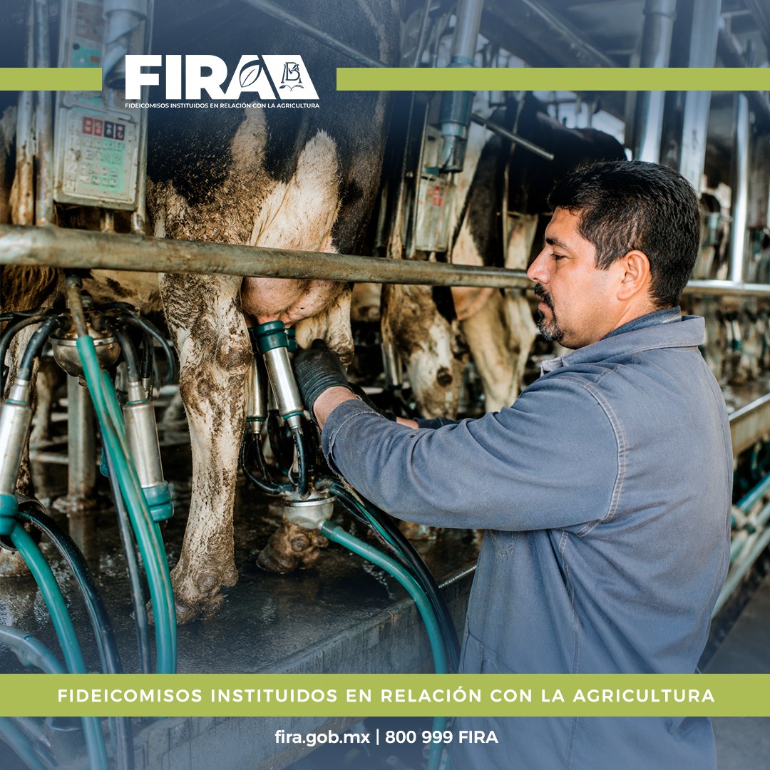 FIRA_Mexico's tweet photo. Cosechando Soberanía considera las características de cada actividad productiva y de cada región. Además, integra cobertura de precios, seguro agropecuario y reducción del costo financiero. 

https://t.co/TbuHkaAHlR 

#FIRAContigo https://t.co/AUjjScbYRZ