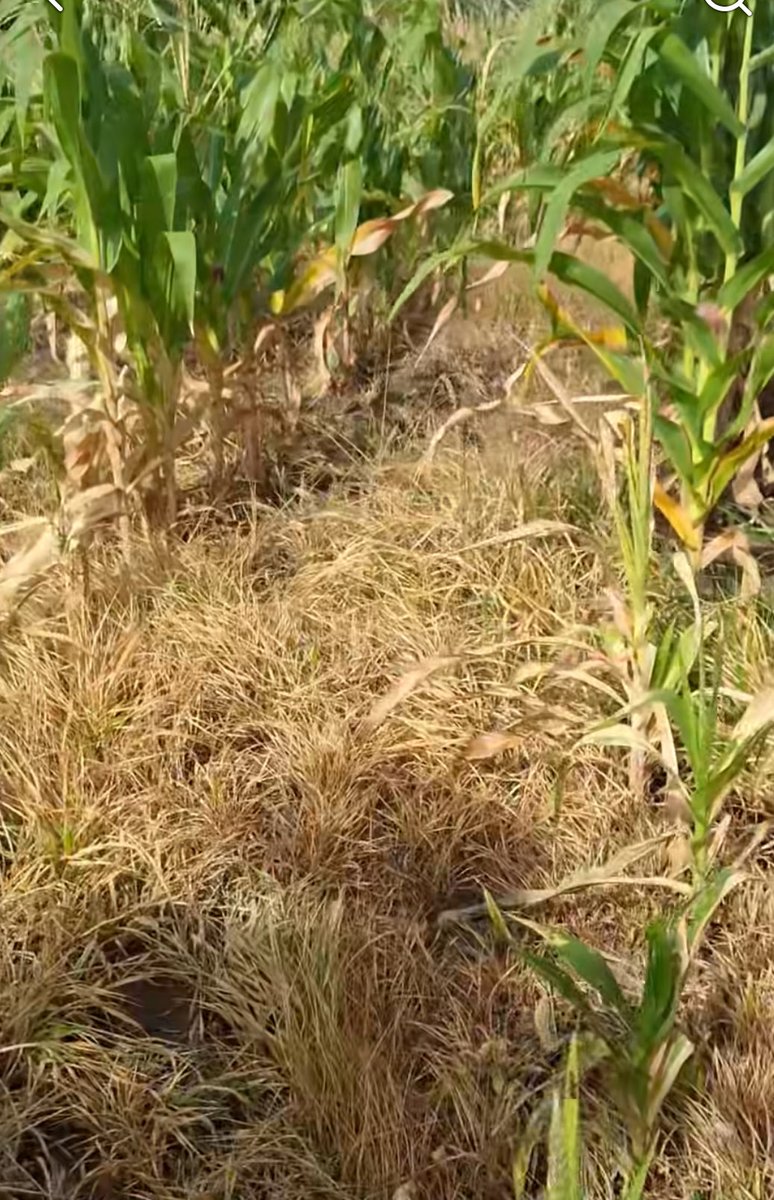 ClimaenGuate's tweet photo. Muy preocupante situación en el oriente de Guatemala. La mayoría de milpa se ha perdido. Se encuentran en la temporada de “jilotear” pero la sequedad hace que no tengan fuerza para desarrollar el elote. Los que logran crecer, normalmente son “tuluncos” elotes con poco o nada de grano y de muy pequeño tamaño. 

Desgraciadamente, los pronósticos siguen mostrando muy poca lluvia las próximas 2 semanas, así que prácticamente serán pérdidas totales. Los únicos que sobrevivieron son los que tienen capacidad para poner riegos.