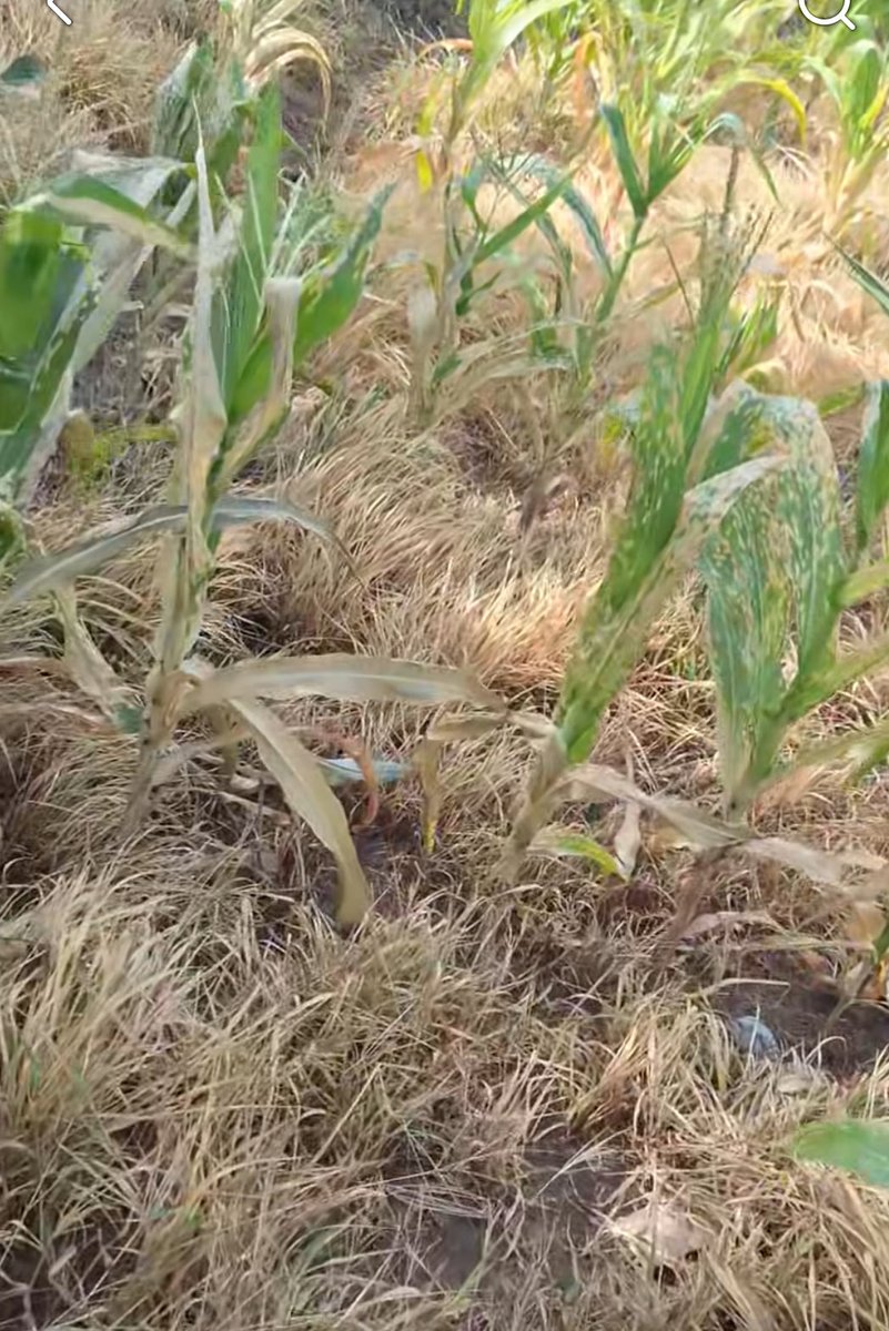 ClimaenGuate's tweet photo. Muy preocupante situación en el oriente de Guatemala. La mayoría de milpa se ha perdido. Se encuentran en la temporada de “jilotear” pero la sequedad hace que no tengan fuerza para desarrollar el elote. Los que logran crecer, normalmente son “tuluncos” elotes con poco o nada de grano y de muy pequeño tamaño. 

Desgraciadamente, los pronósticos siguen mostrando muy poca lluvia las próximas 2 semanas, así que prácticamente serán pérdidas totales. Los únicos que sobrevivieron son los que tienen capacidad para poner riegos.