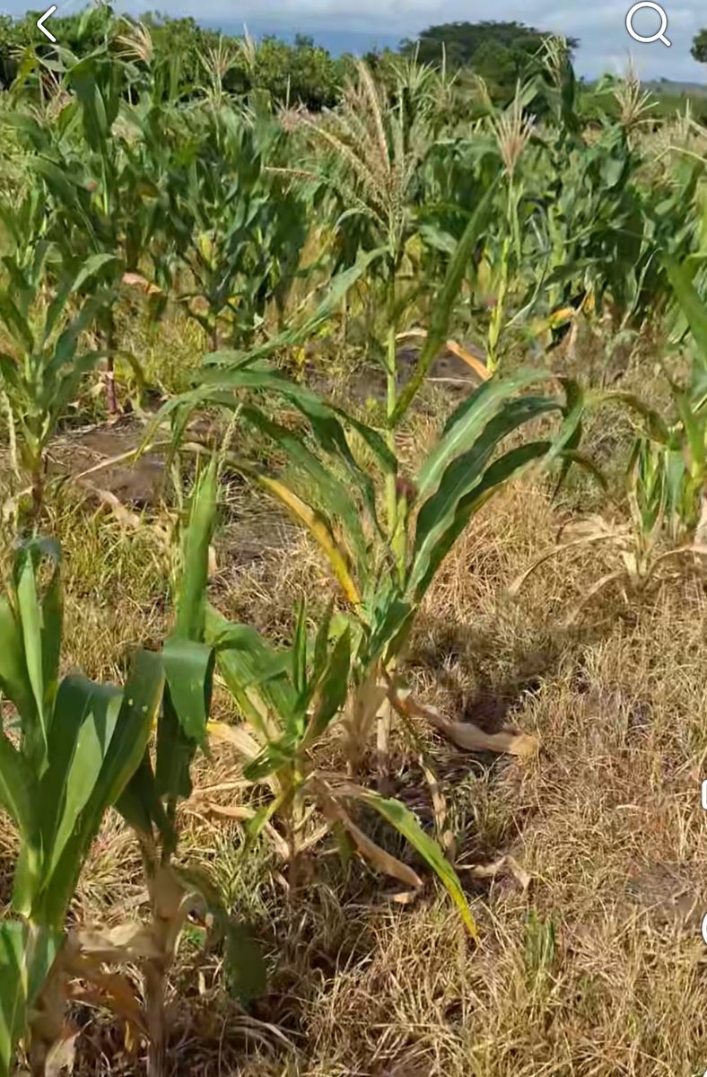 ClimaenGuate's tweet photo. Muy preocupante situación en el oriente de Guatemala. La mayoría de milpa se ha perdido. Se encuentran en la temporada de “jilotear” pero la sequedad hace que no tengan fuerza para desarrollar el elote. Los que logran crecer, normalmente son “tuluncos” elotes con poco o nada de grano y de muy pequeño tamaño. 

Desgraciadamente, los pronósticos siguen mostrando muy poca lluvia las próximas 2 semanas, así que prácticamente serán pérdidas totales. Los únicos que sobrevivieron son los que tienen capacidad para poner riegos.
