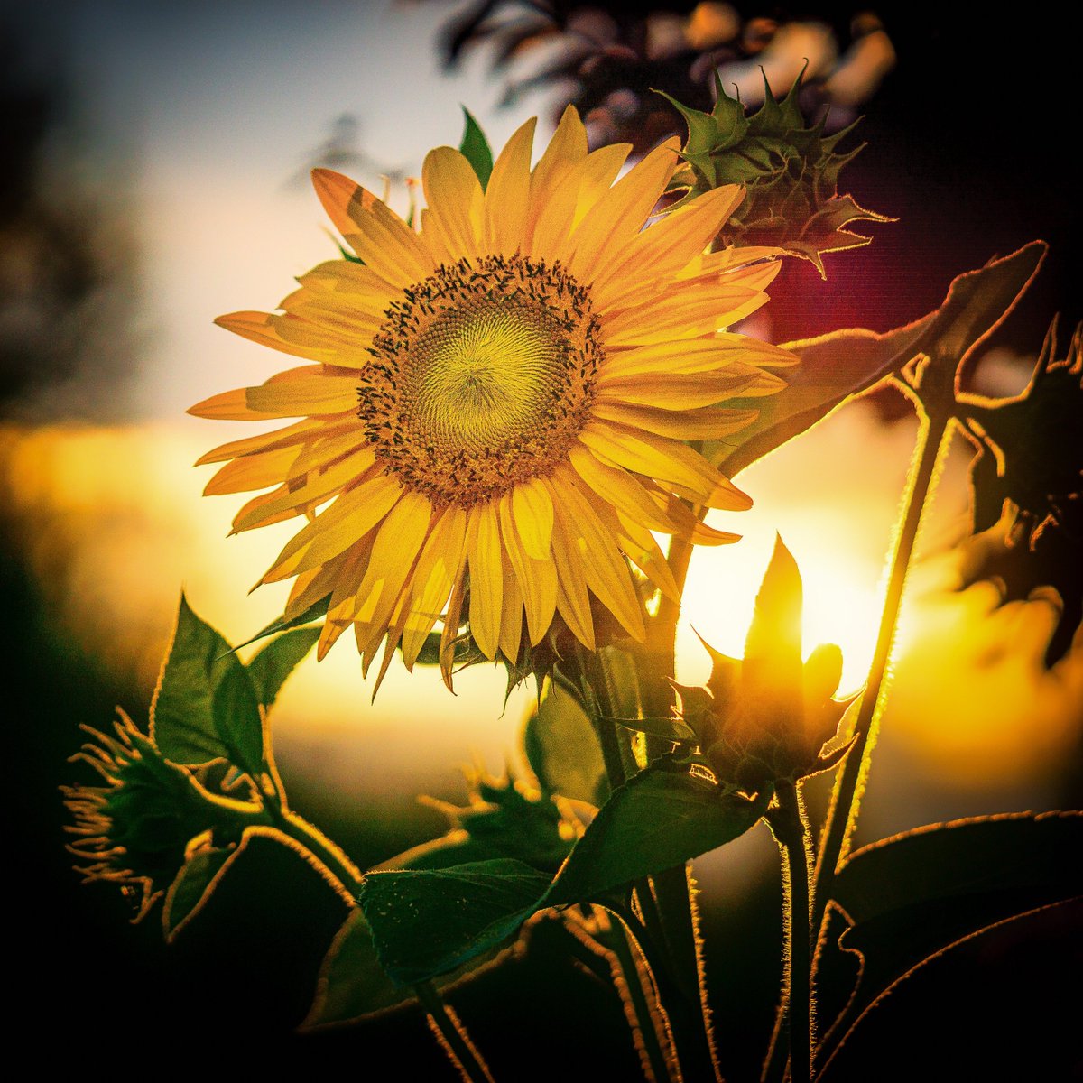 LeooBoard's tweet photo. New to photography Start with these 3 rules: 1. Use natural light 2. Frame the subject simply 3. Shoot in bright, clear conditions. No fancy gear needed! https://t.co/zvhdPoGtje