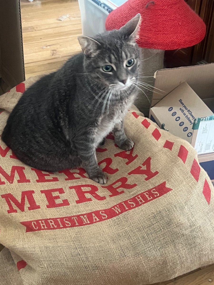 danieldresden1's tweet photo. Baby klaus on his laundry bag bed https://t.co/qEyaICejVW