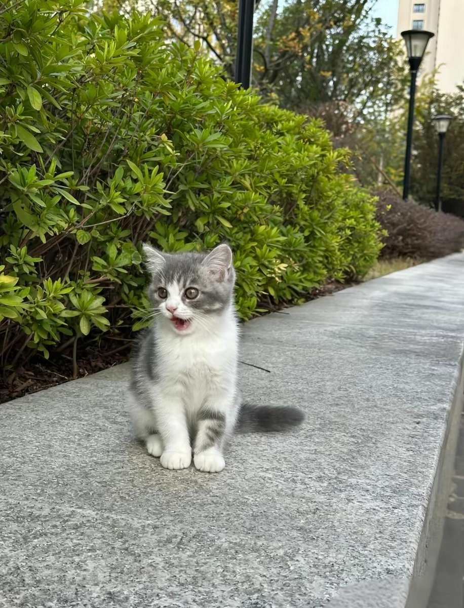 Melody7444's tweet photo. Every corner holds a surprise. 🐱📍 https://t.co/lYJ2xmJMna