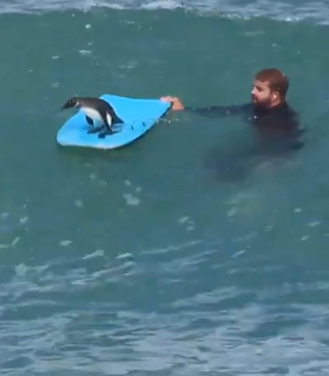 pubity's tweet photo. A man in South Africa was spotted teaching his baby penguin how to surf. https://t.co/JVoe79Rcr0