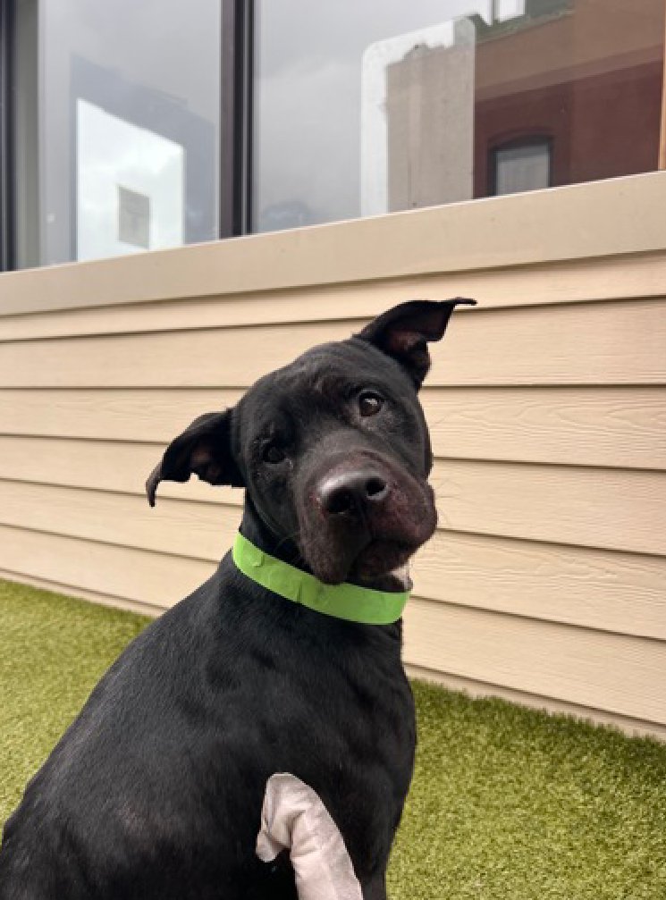 notthesameone2's tweet photo. 🐾3-y/o Pitkin listed for medical - he was hit by a car & sustained serious injuries including fractured skull, potential TBI & has been vomiting. He was stabilized at ER & transferred to ACC. Needs medication management for pain & nausea. He can stand & been very cooperative, earned best possible behavior rating & is okayed for kids 5+. Available to foster or adopt 8/08: https://t.co/4vGqrCeQzo