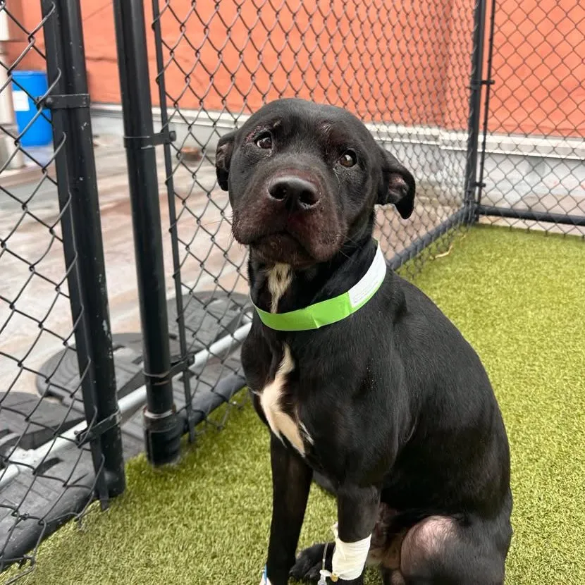 notthesameone2's tweet photo. 🐾3-y/o Pitkin listed for medical - he was hit by a car & sustained serious injuries including fractured skull, potential TBI & has been vomiting. He was stabilized at ER & transferred to ACC. Needs medication management for pain & nausea. He can stand & been very cooperative, earned best possible behavior rating & is okayed for kids 5+. Available to foster or adopt 8/08: https://t.co/4vGqrCeQzo
