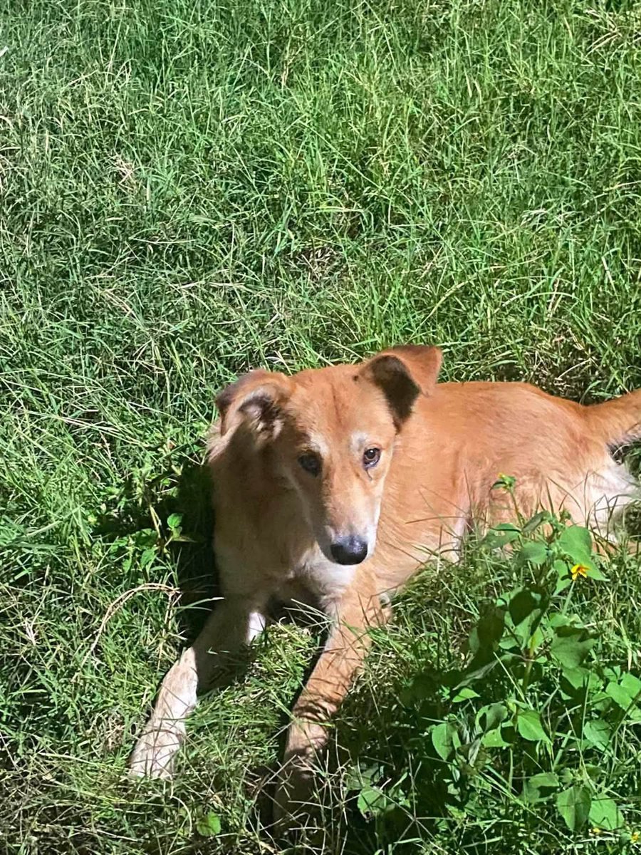 lyssitta's tweet photo. SERVICIO SOCIAL✅️
#adopta 🐕🩷
#URGENTE ‼️
Nos piden publicar 👇🏻

Sigo buscando casa para los perritos, prácticamente están amenazados en especial el blanco, no quiero que se desaparezca como a otro de su grupo, quiero que estén  en una casa que lo cuiden y se preocupen por ellos, ambos son amigables con otros perros, muy juguetones,  el café es su padre no sabría la edad de el, el blanco  tiene un año más o menos, sólo puedo darles comida porque no me dejan tenerlos temporalmente aparte que ya tengo perros y ella no son amigables con otros perros,  si no consiguen casa pronto puede que les hagan daño  se encuentran en San Juan Opico, sólo puedo entregar a gente que no esté muy lejos de Opico, si de verdad están interesados escríbanme al 7858 8741

Pido  hacer seguimiento de ellos