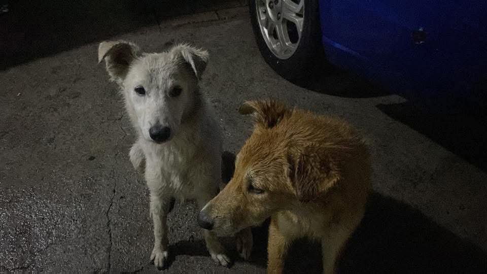 lyssitta's tweet photo. SERVICIO SOCIAL✅️
#adopta 🐕🩷
#URGENTE ‼️
Nos piden publicar 👇🏻

Sigo buscando casa para los perritos, prácticamente están amenazados en especial el blanco, no quiero que se desaparezca como a otro de su grupo, quiero que estén  en una casa que lo cuiden y se preocupen por ellos, ambos son amigables con otros perros, muy juguetones,  el café es su padre no sabría la edad de el, el blanco  tiene un año más o menos, sólo puedo darles comida porque no me dejan tenerlos temporalmente aparte que ya tengo perros y ella no son amigables con otros perros,  si no consiguen casa pronto puede que les hagan daño  se encuentran en San Juan Opico, sólo puedo entregar a gente que no esté muy lejos de Opico, si de verdad están interesados escríbanme al 7858 8741

Pido  hacer seguimiento de ellos
