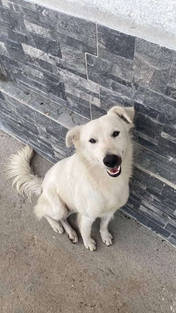 lyssitta's tweet photo. SERVICIO SOCIAL✅️
#adopta 🐕🩷
#URGENTE ‼️
Nos piden publicar 👇🏻

Sigo buscando casa para los perritos, prácticamente están amenazados en especial el blanco, no quiero que se desaparezca como a otro de su grupo, quiero que estén  en una casa que lo cuiden y se preocupen por ellos, ambos son amigables con otros perros, muy juguetones,  el café es su padre no sabría la edad de el, el blanco  tiene un año más o menos, sólo puedo darles comida porque no me dejan tenerlos temporalmente aparte que ya tengo perros y ella no son amigables con otros perros,  si no consiguen casa pronto puede que les hagan daño  se encuentran en San Juan Opico, sólo puedo entregar a gente que no esté muy lejos de Opico, si de verdad están interesados escríbanme al 7858 8741

Pido  hacer seguimiento de ellos