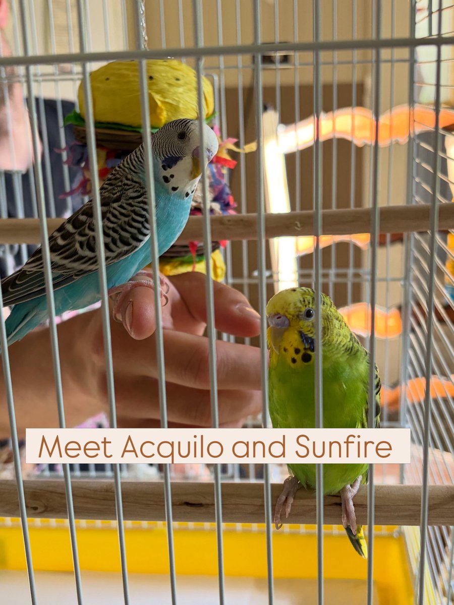 Lupine_Creative's tweet photo. @bbickugc Thanks for the reminder to post more about my 2 birds lol https://t.co/KsqqJoxJxf