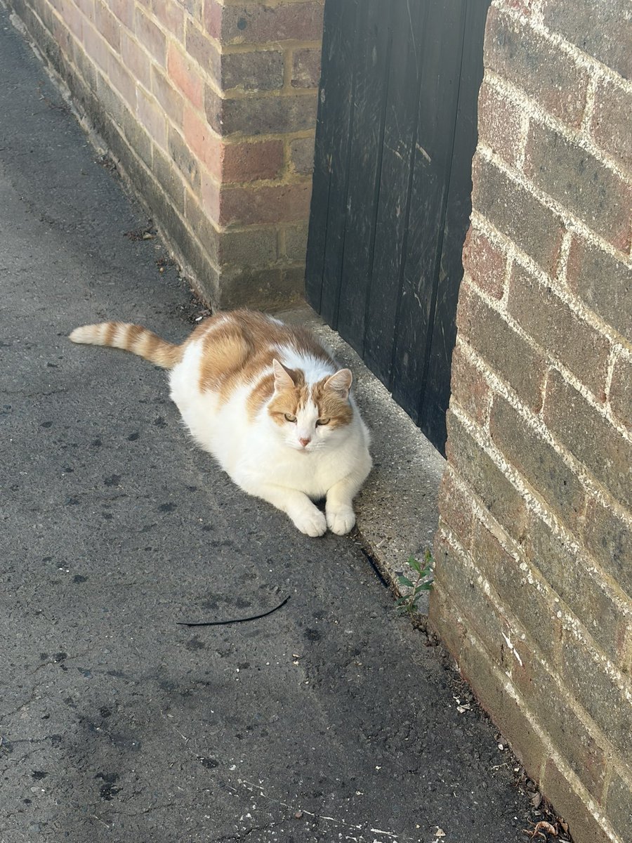 ppugttf's tweet photo. This cat I saw on my walk today https://t.co/0p7Mpwi52b