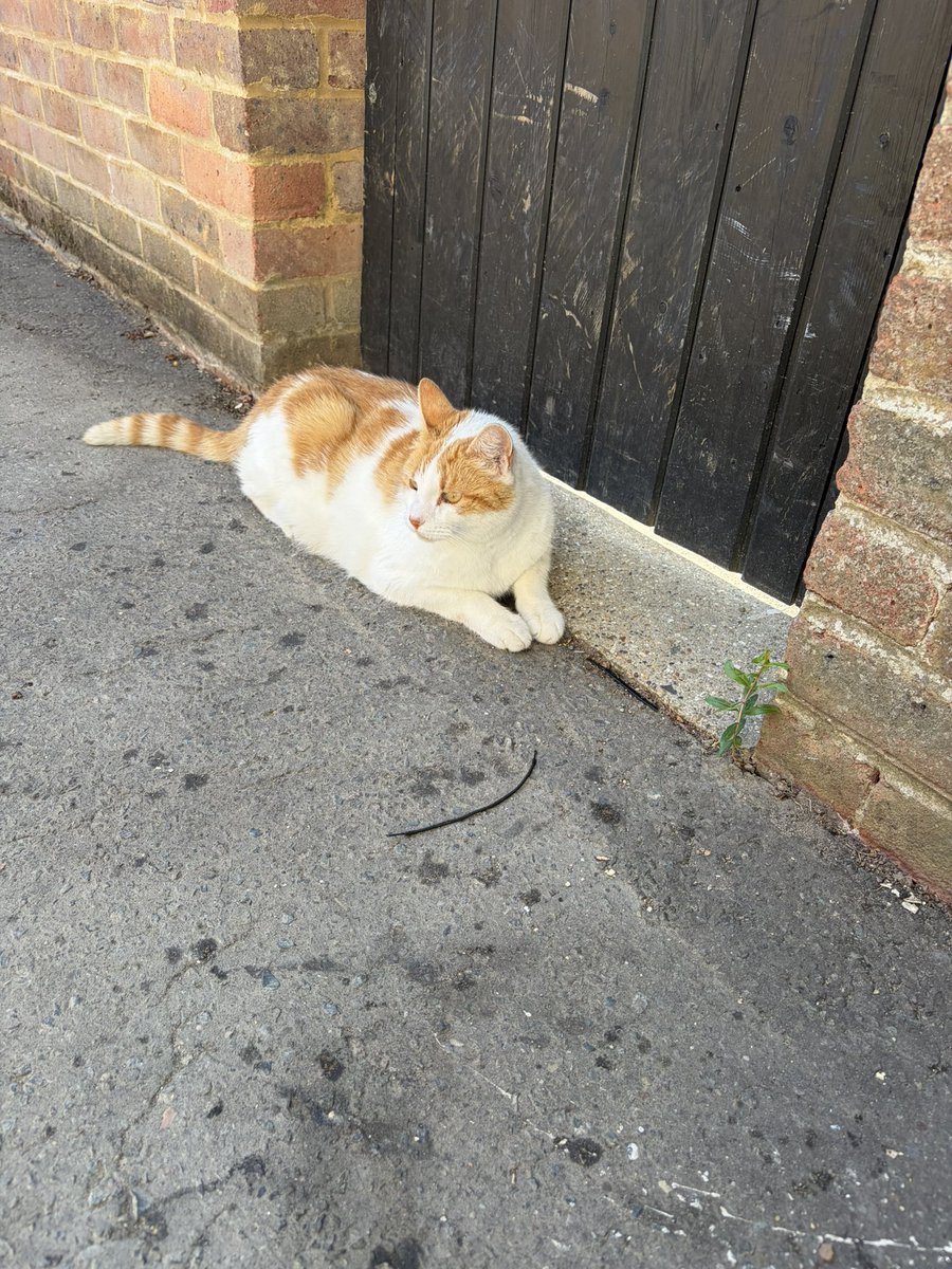 ppugttf's tweet photo. This cat I saw on my walk today https://t.co/0p7Mpwi52b