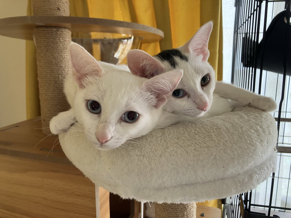 cocoro_88's tweet photo. うちのかわいい子たん♡
#野良猫出身
#地域猫活動
#フォローしてね
#イイネしてね https://t.co/MOAcLwPGAP