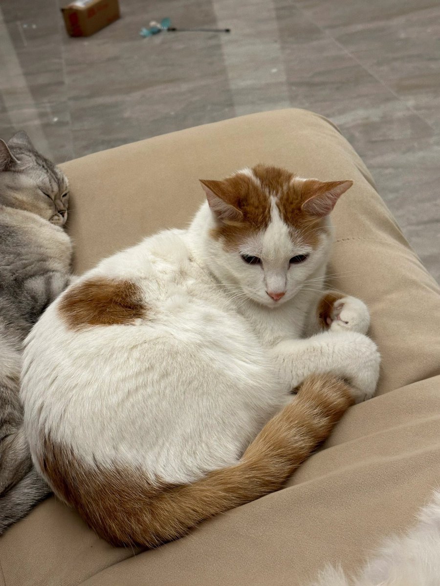 RubyLynchwkno's tweet photo. Nothing beats a cozy evening with your furry best friend by your side. https://t.co/u5WFHIZKWY