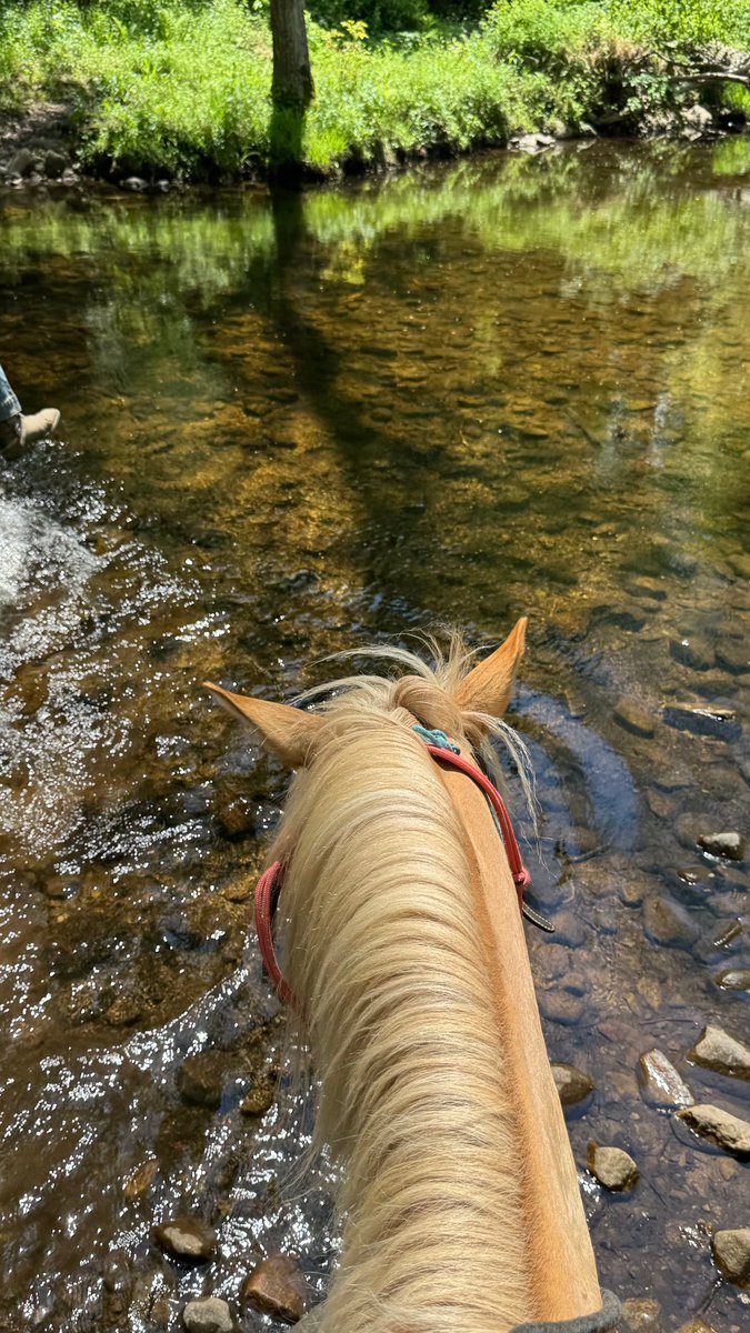 Velmoratie's tweet photo. Nothing feels better than slowing down, enjoying the sunshine, and spending time with these beautiful creatures. https://t.co/DZAoO47ihV