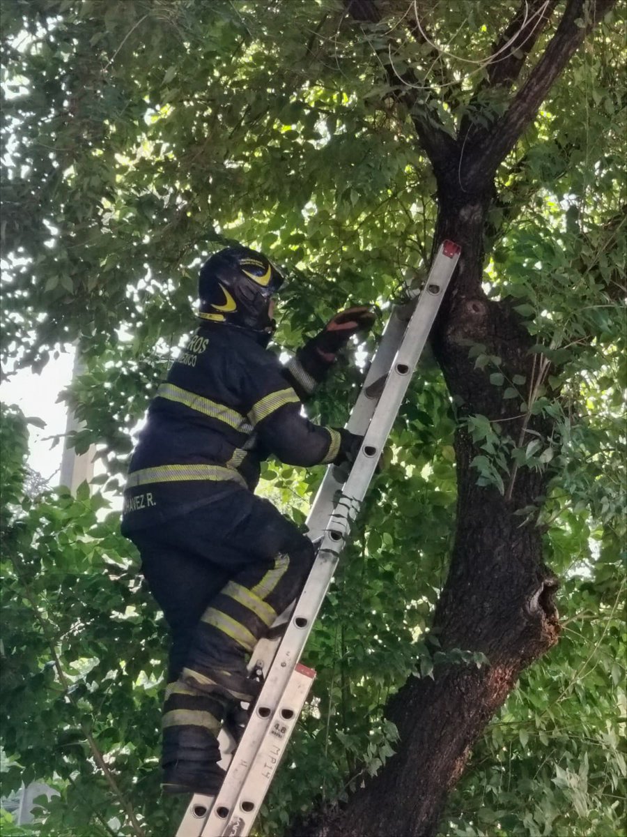 JefeVulcanoCova's tweet photo. Informo que atendimos el reporte sobre la presencia de un águila en la Colonia Hipódromo de Peralvillo, Alcaldía Cuauhtémoc. #AlMomento, informo que el ejemplar fue recuperado de manera segura y será entregado a la Brigada de Atención Animal. #ServicioConcluido

@ClaraBrugadaM https://t.co/38hkFzrarx