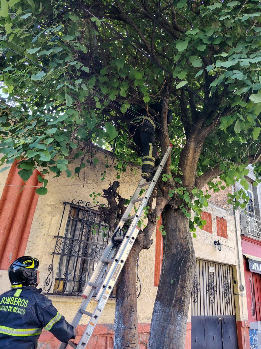 JefeVulcanoCova's tweet photo. Informo que atendimos el reporte sobre la presencia de un águila en la Colonia Hipódromo de Peralvillo, Alcaldía Cuauhtémoc. #AlMomento, informo que el ejemplar fue recuperado de manera segura y será entregado a la Brigada de Atención Animal. #ServicioConcluido

@ClaraBrugadaM https://t.co/38hkFzrarx