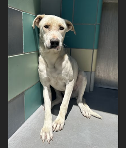 HollywoodDogs's tweet photo. Troy, a 3-year-old Labrador Retriever mix at an overcrowded shelter in #SanJacinto, #CA, is in IMMEDIATE need of adoption, a foster home, or rescue https://t.co/u6uWseIb4O #URGENT #LabradorRetriever #AdoptableDogofDay 🐶 https://t.co/ZUvMtdU8Fj