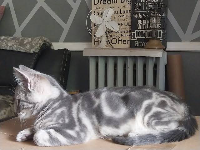 ritterizz's tweet photo. I’d like to think that if Pocketcat was a cat he would be a blue marbled bengal
#pocketcat #funger #fungertwt https://t.co/H0RFcrq7MH