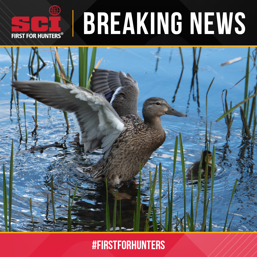 SafariClubIntl's tweet photo. SCI strongly supports the @USFWS current drain tile setback policy for protected wetland easements in the Prairie Pothole Region. This proven approach protects critical wetland habitat, sustains the duck breeding grounds that support North America’s waterfowl populations, and honors decades of conservation investment by hunters through Duck Stamp purchases and Pittman-Robertson excise taxes. 🚨

The current policy strikes the right balance by conserving wetlands while providing certainty and flexibility for landowners. SCI urges the Service to maintain these effective protections and ensure the Prairie Pothole Region continues to support wildlife, hunting opportunities, and our shared conservation legacy for generations to come.

Send a message voicing your opinion at SCI Hunters Action Center: https://t.co/hBKVBja6gi

#ProtectWetlands #WaterfowlConservation #HuntingHeritage #SCI #DuckStamp #ConservationWorks
