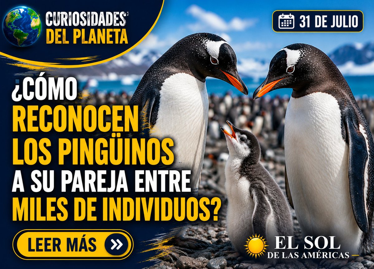 DiazPicasso's tweet photo. 🐧 ¿Cómo reconocen los pingüinos a su pareja entre miles de individuos?

Algunas especies utilizan vocalizaciones que funcionan como una “firma vocal” para identificar a su pareja y a sus crías.

🌎 Lea más:
 https://t.co/hVl234OoYE
#Pingüinos #CuriosidadesDelPlaneta https://t.co/FLtlwdVd5e