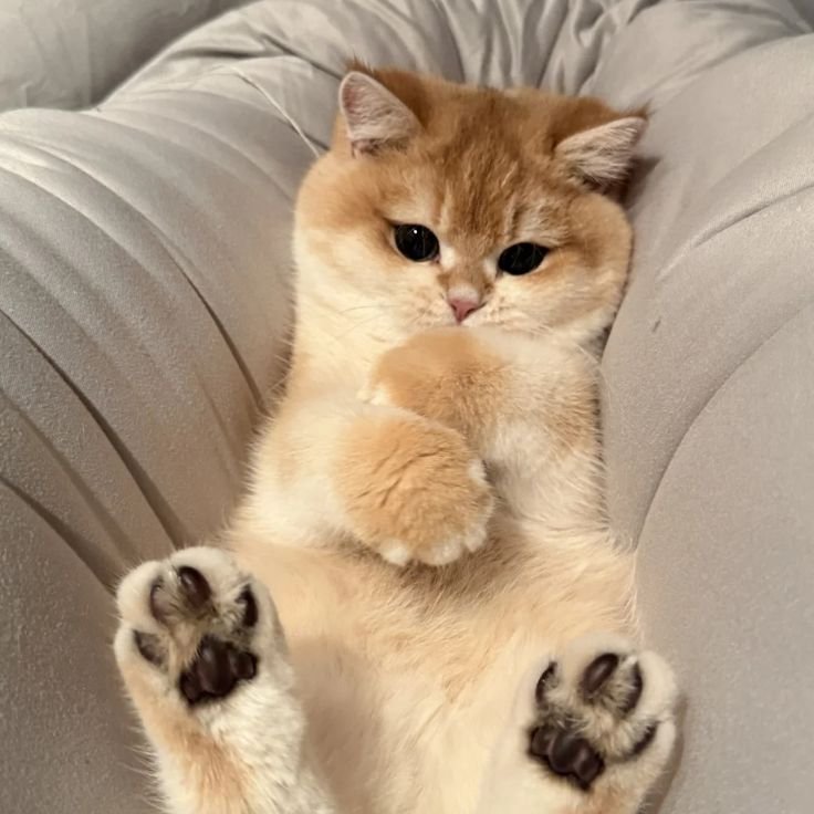 Yunhovn's tweet photo. Kucing-kucingannya udah selesai nih? Masih betah jadi kucing. miyaw ฅ⁠^⁠•⁠ﻌ⁠•⁠^⁠ฅ https://t.co/VW3eEMyeHS