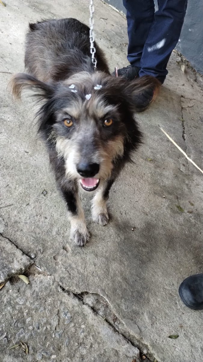 MevioTicio's tweet photo. Minha mãe por dias falando de uma cachorra “comunitária” lá do bairro, apelido “fiapo de manga”. 
Disse que as pessoas tratavam ela com desprezo, que ela estava mal cuidada… 
Já imaginava que ela estrava tramando uma adoção! 
Hoje mandou essa foto com a legenda “cheguei”… https://t.co/nZ1IYVM9Ow
