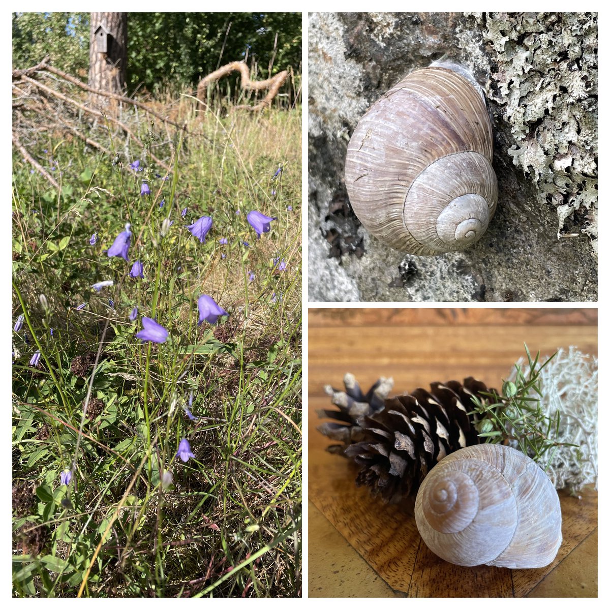 clothofnature's tweet photo. Back home, moving more like a snail than the swifts I recall reeling above Stockholm.
After podiatry and a stroll across sun-baked Martin Down, I drifted back to Sweden — cool lakes, harebells, giant snails.
A silvery trail of memory, waiting to be retraced.
#NoticingNature https://t.co/pVKvn09LrG