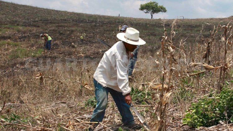 HomeroAE's tweet photo. El dirigente estatal del Movimiento Antorchista en Coahuila, @GarciaPabloprez, manifestó su preocupación por la situación que enfrentan miles de productores agrícolas de la Comarca Lagunera y acusó al Gobierno Federal, encabezado por la presidenta Claudia Sheinbaum, de mantener en el abandono al campo mexicano al no implementar medidas que permitan enfrentar la caída en los precios de los granos forrajeros. https://t.co/IfksFbX9mH