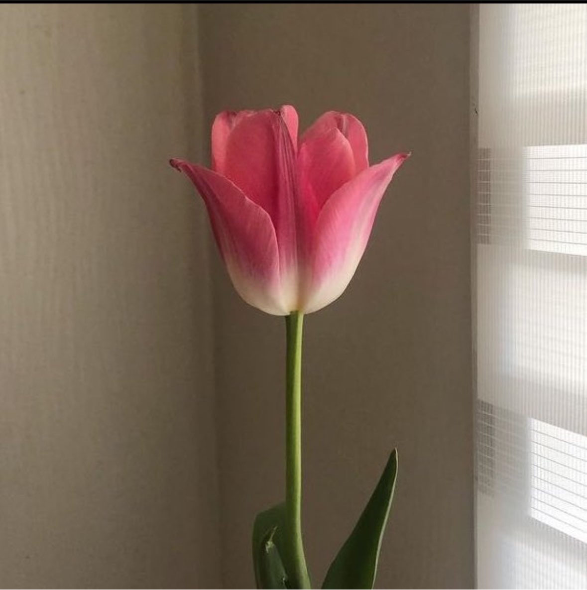 prtygal777's tweet photo. a pretty top by inspired by a tulip flower https://t.co/6oBjKjywU3