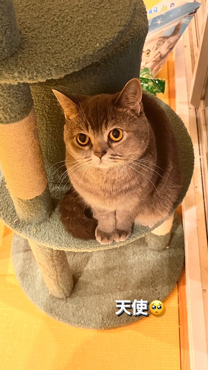 genjinadayo's tweet photo. @SiM_Official 
ねこの名前はねこすけです
#SiMねこ盤 https://t.co/sxwj3lCJdm