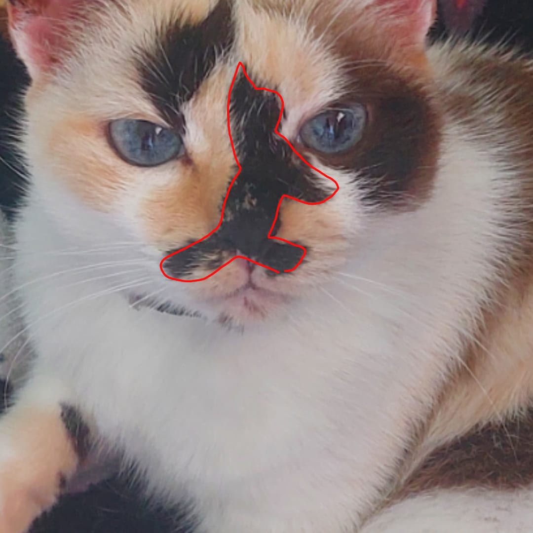 Ceythian's tweet photo. A minha gatinha tem um gatinho no rosto https://t.co/cxyZZQrtFq