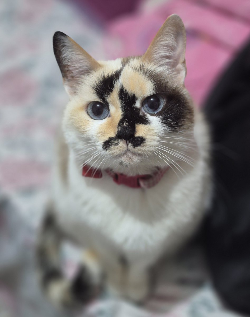 Ceythian's tweet photo. A minha gatinha tem um gatinho no rosto https://t.co/cxyZZQrtFq