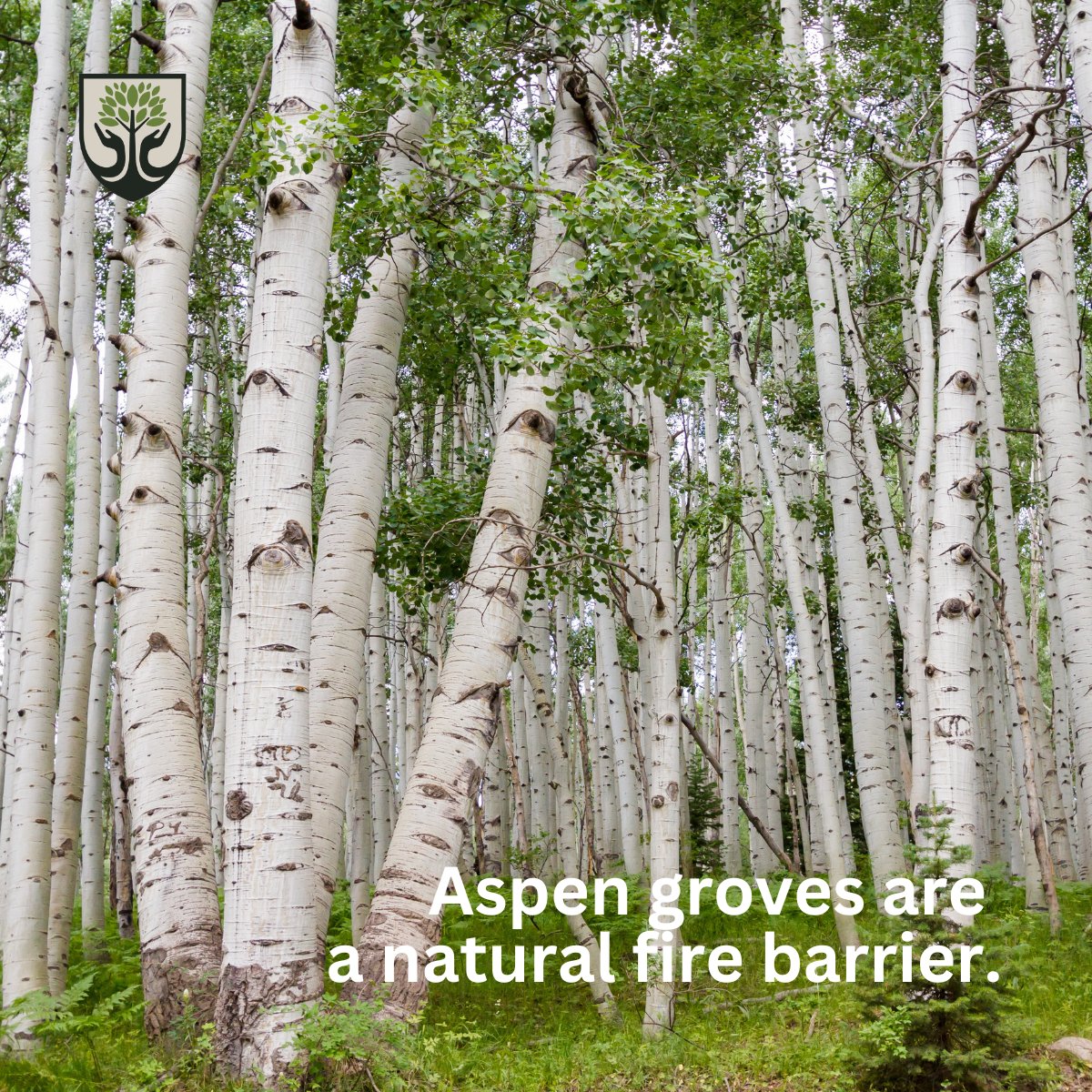 ForestAmerican's tweet photo. Learn more about how aspen stands may help protect communities and infrastructure at @physorg_com: https://t.co/fu5kQd99Ak.
#itcomesfromatree #fireprevention #wildfire #climatechange #firebarrier #exTREEmelysmart https://t.co/0ChYTJdnzP