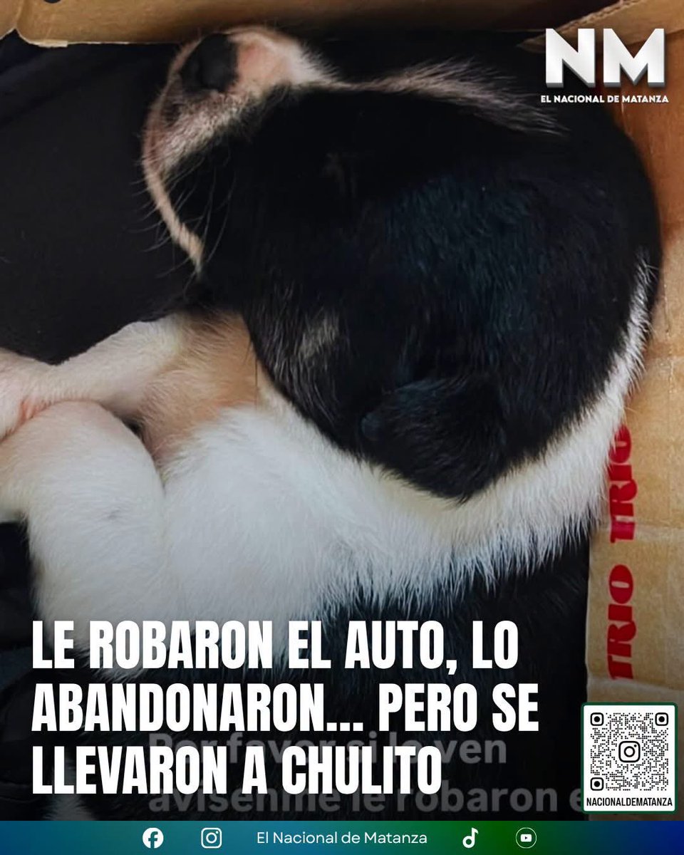 mavica7's tweet photo. LE ROBARON EL AUTO, LO ABANDONARON… PERO SE LLEVARON A CHULITO

Una familia pide ayuda desesperadamente para encontrar a Chulito, un perrito que fue llevado por delincuentes durante el robo de un auto en la zona de El Torero.

Según relató la familia, los ladrones se llevaron el vehículo de una mujer y más tarde lo abandonaron. Sin embargo, Chulito ya no estaba dentro.

Desde entonces lo buscan con enorme angustia. Es un cachorrito blanco y negro y su familia ruega que, si alguien lo vio, lo encontró o sabe quién puede tenerlo, aporte cualquier dato.

Quienes tengan información certera pueden comunicarse con el 911, acercarse a la comisaría más cercana o escribir por mensaje privado a El Nacional de Matanza.

Por favor, compartamos. El auto apareció; ahora falta lo más importante para esta familia: que Chulito vuelva a casa.